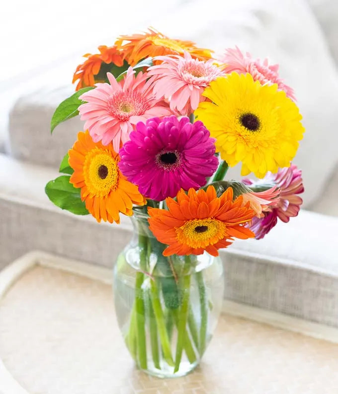 Superbes marguerites Gerbera