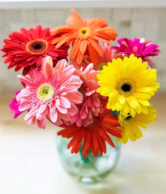 Superbes marguerites Gerbera