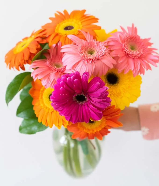 Superbes marguerites Gerbera