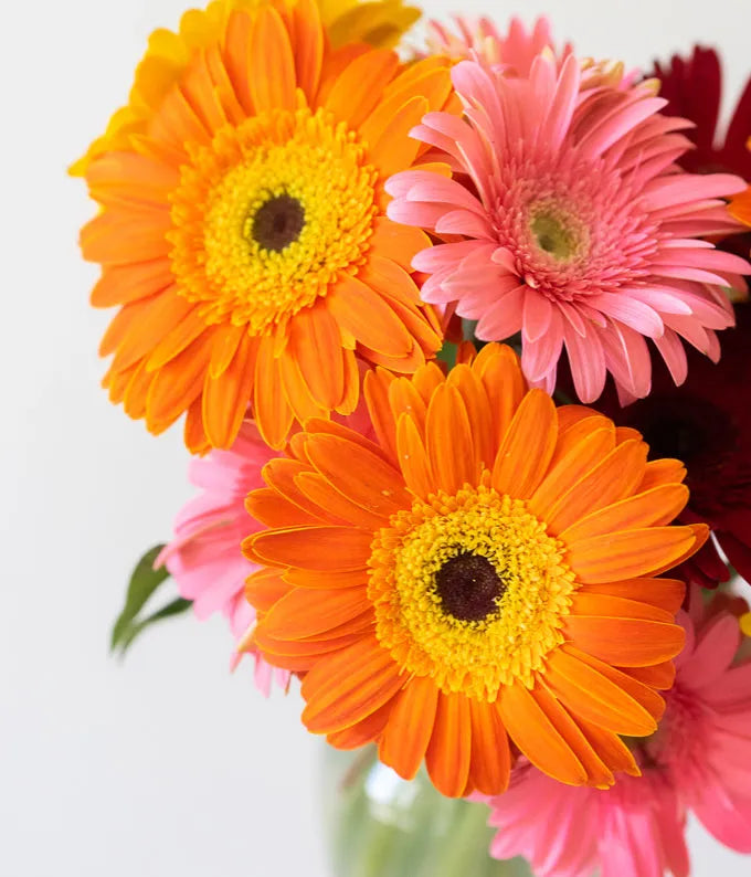 Superbes marguerites Gerbera